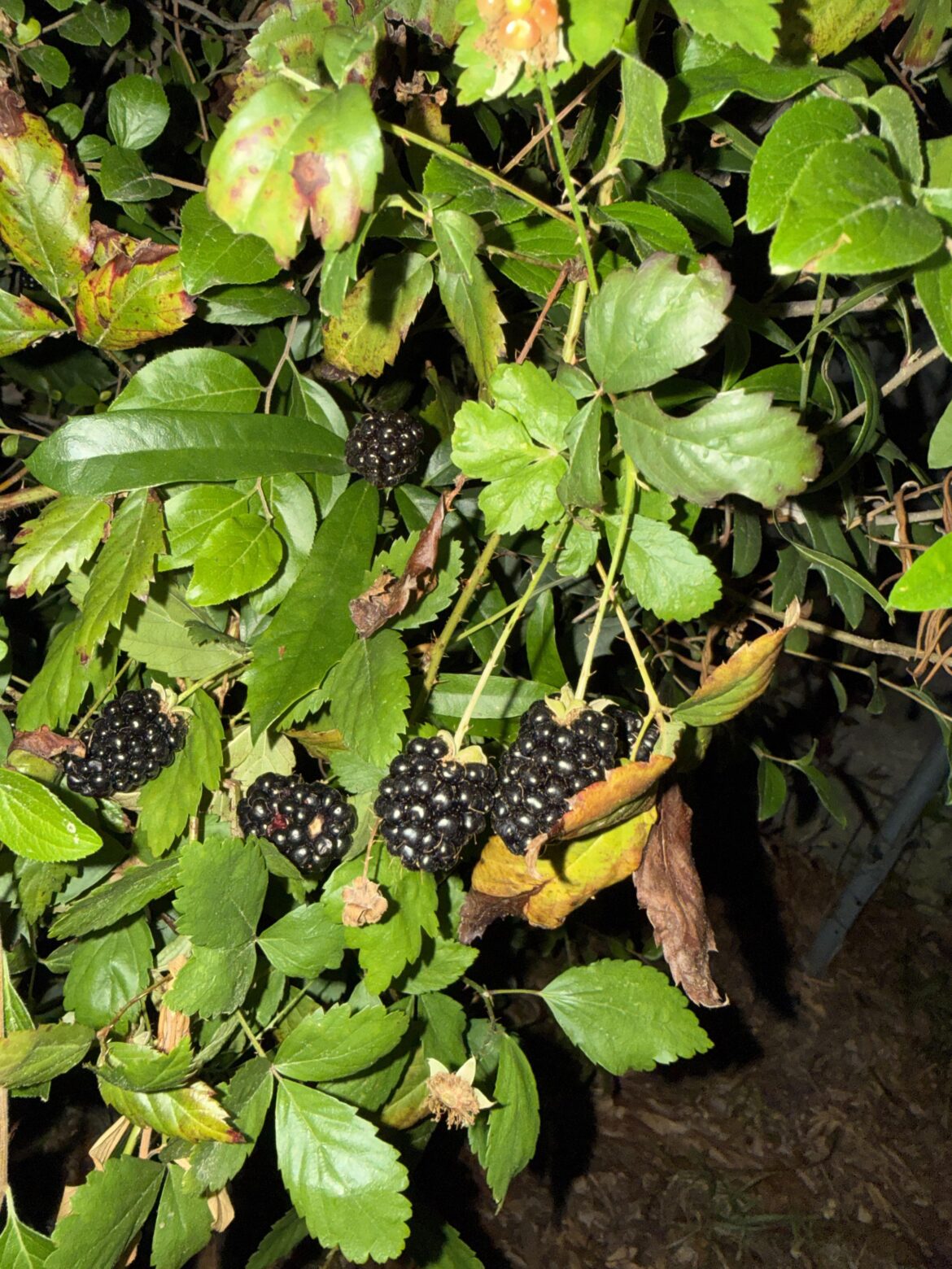 Are these blackberries?