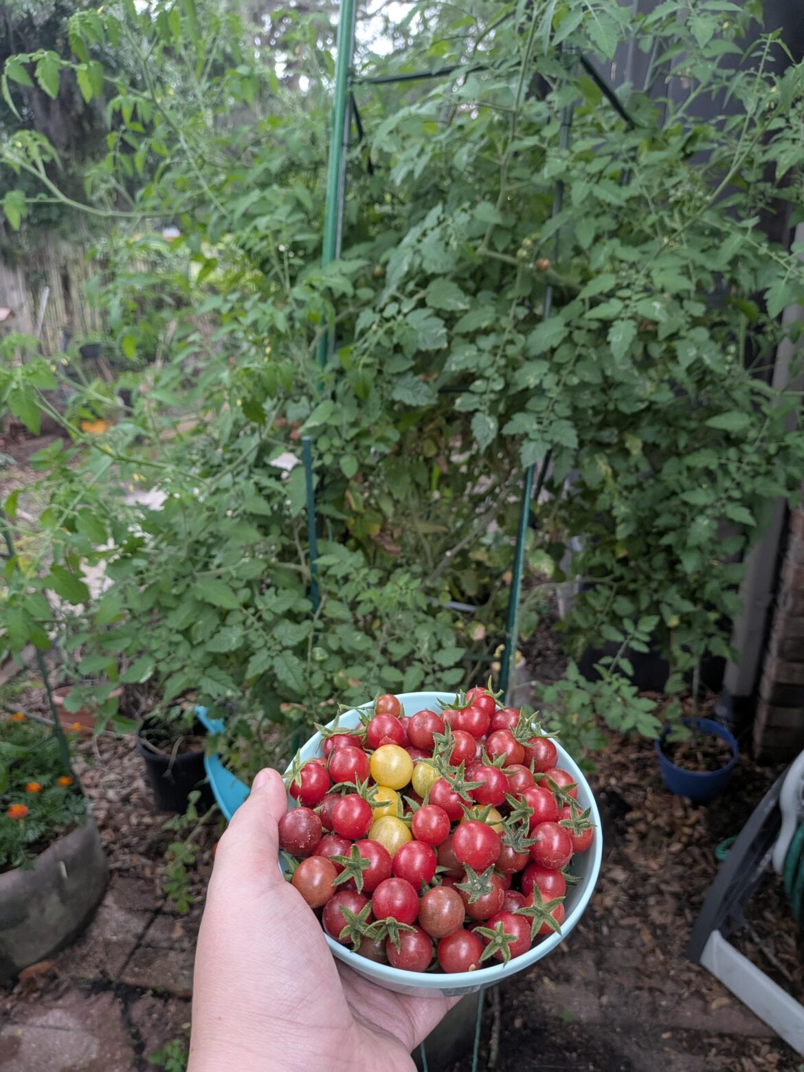 Today's tomato harvest 🍅
