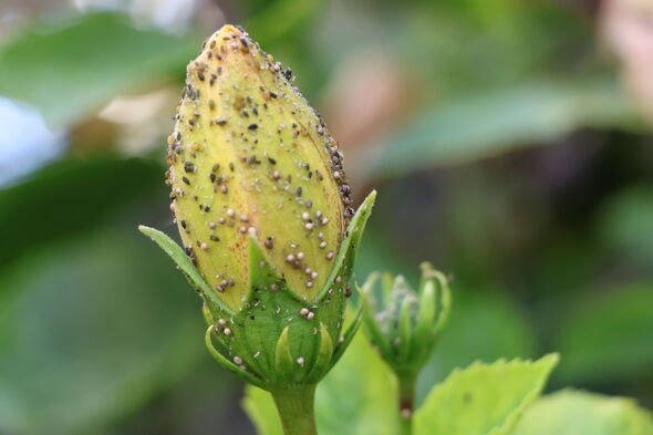 Insects on the flower of a rose in the garden.