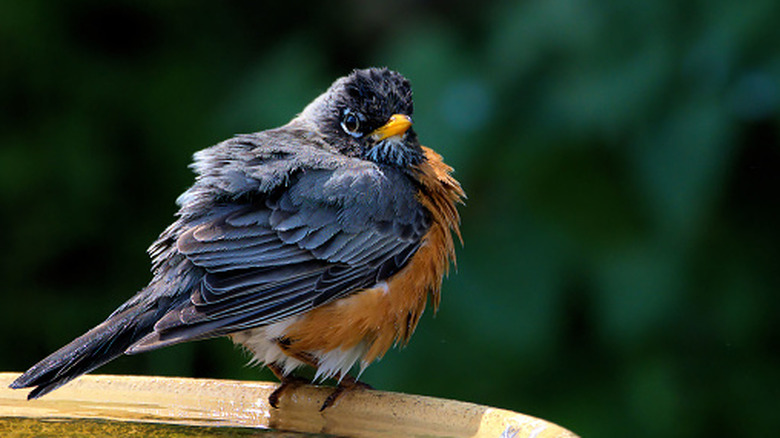 robin perched on edge of bird bath