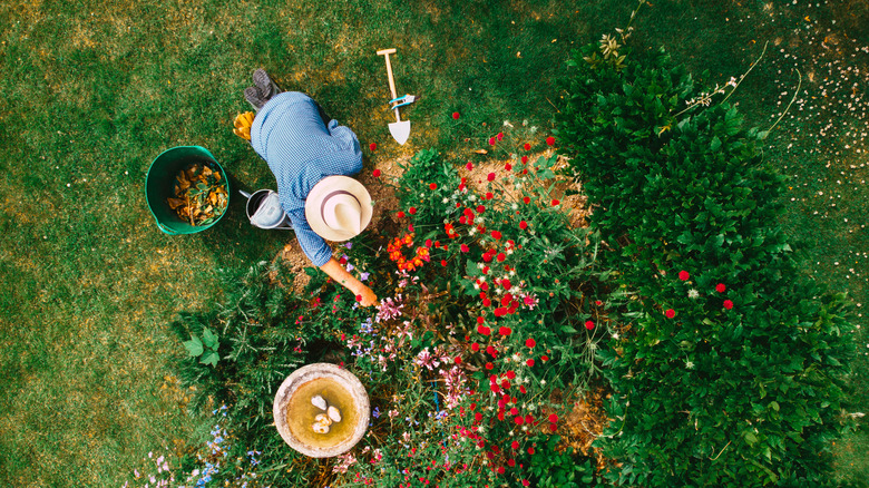 person planting ground cover plants