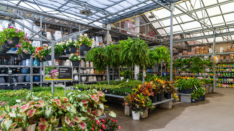 View of the Walmart gardening area