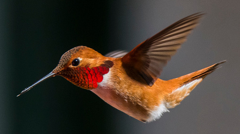 A Rufous hummingbird in flight