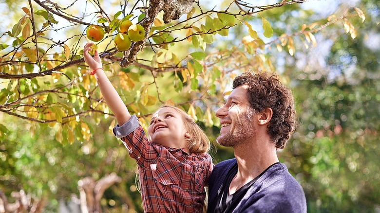 little girl picking apples from a tree while her dad holds her up to reach them