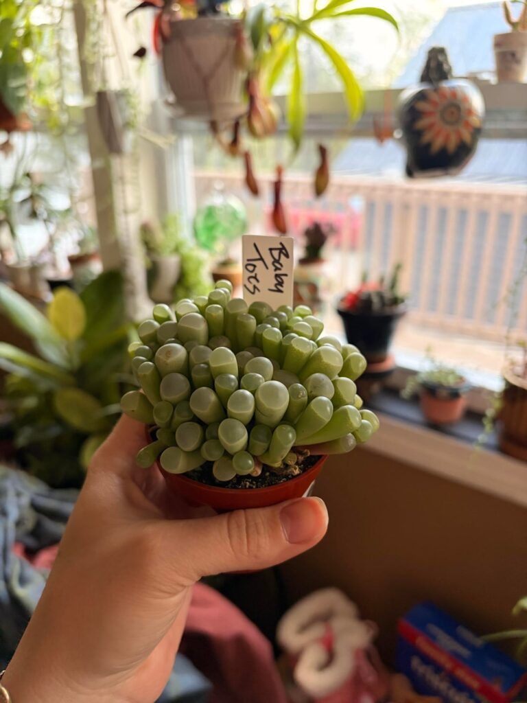 Baby toes!!!