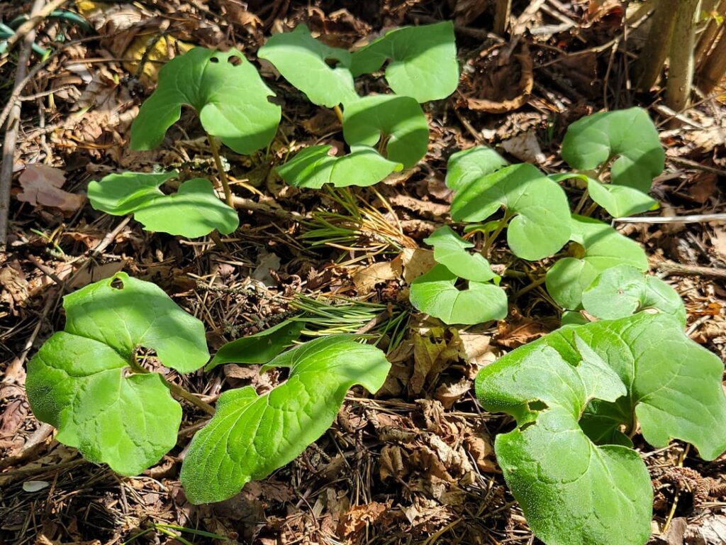 Divide wild ginger?