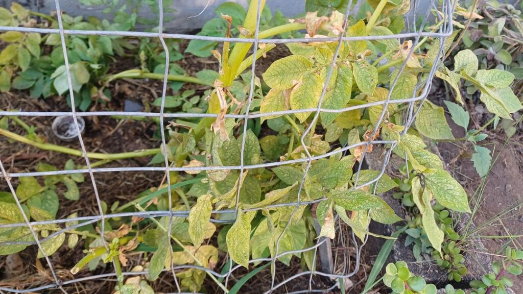 What's wrong with my potatoes?