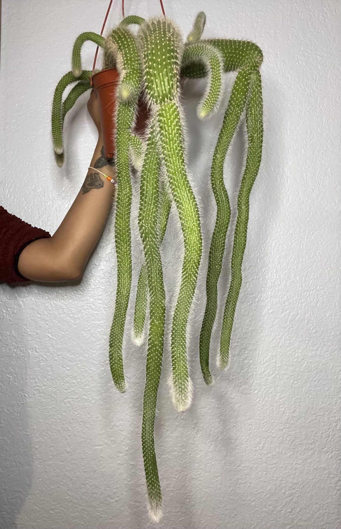 My first monkey’s tail!🐒🌵
