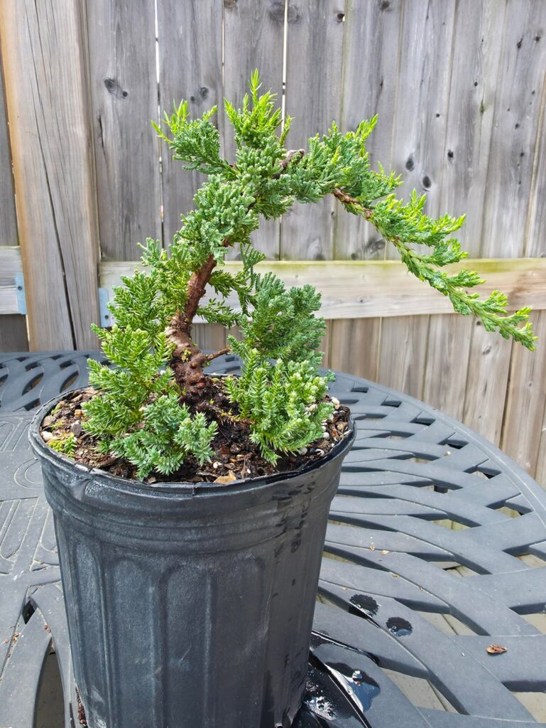 Nursery Juniper Nana Nursery Juniper Nana