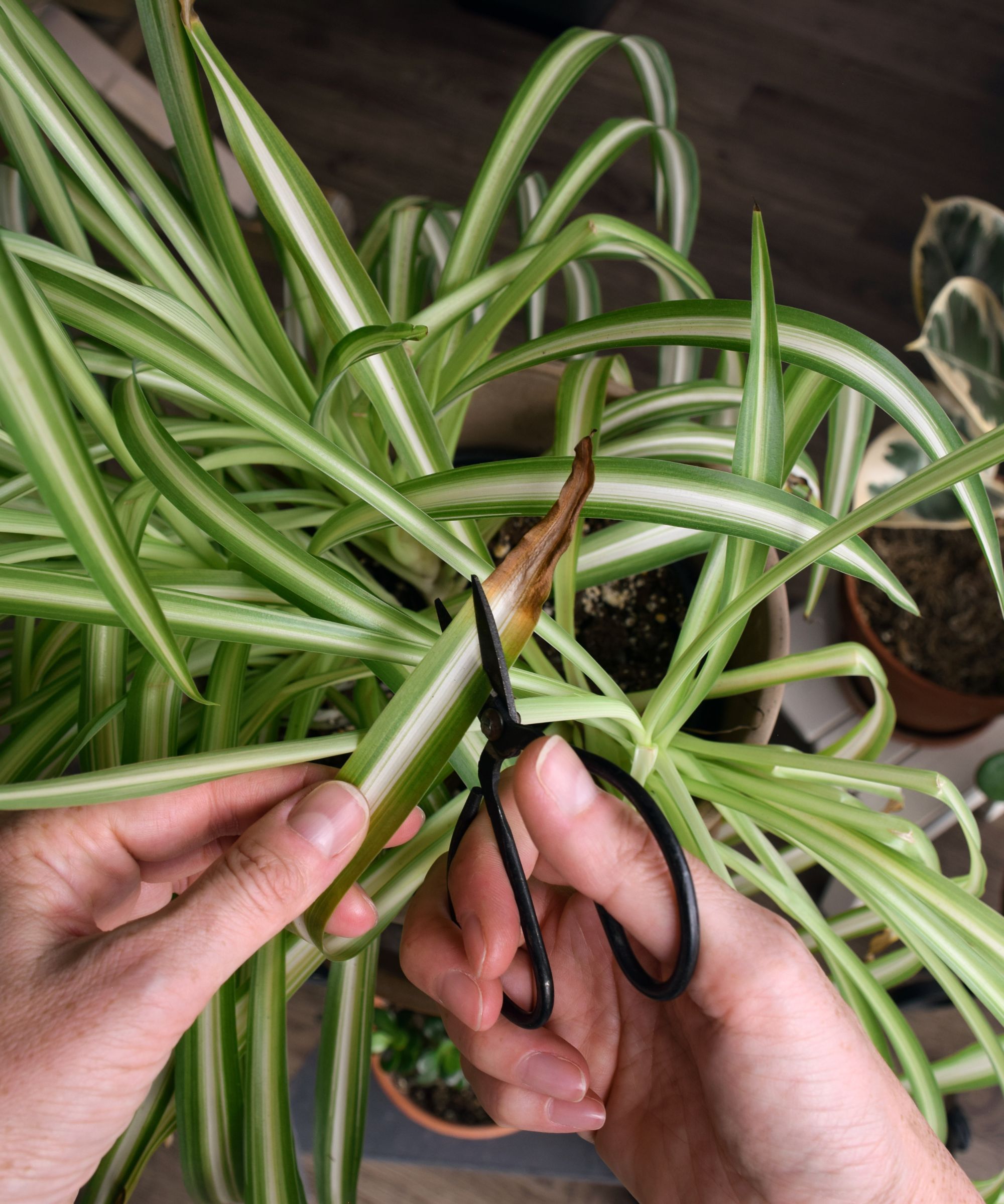 Pruning off brown leaves from spider plant