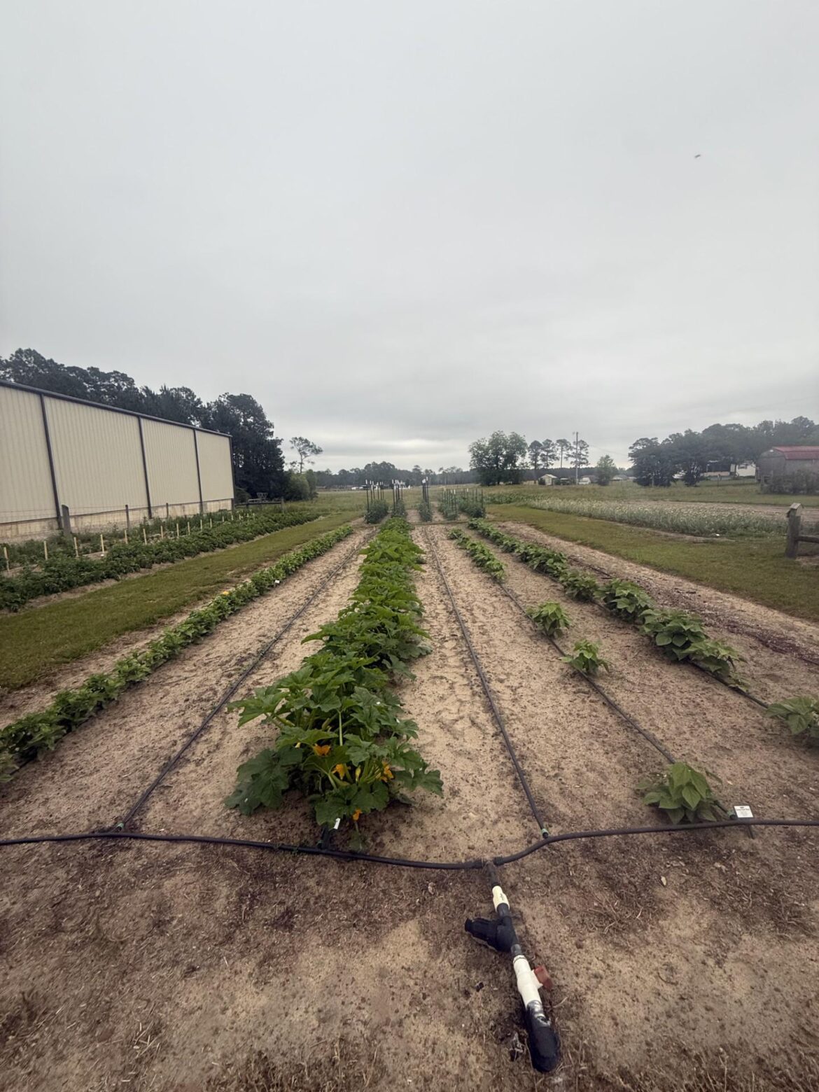 Nothing like having clean rows!