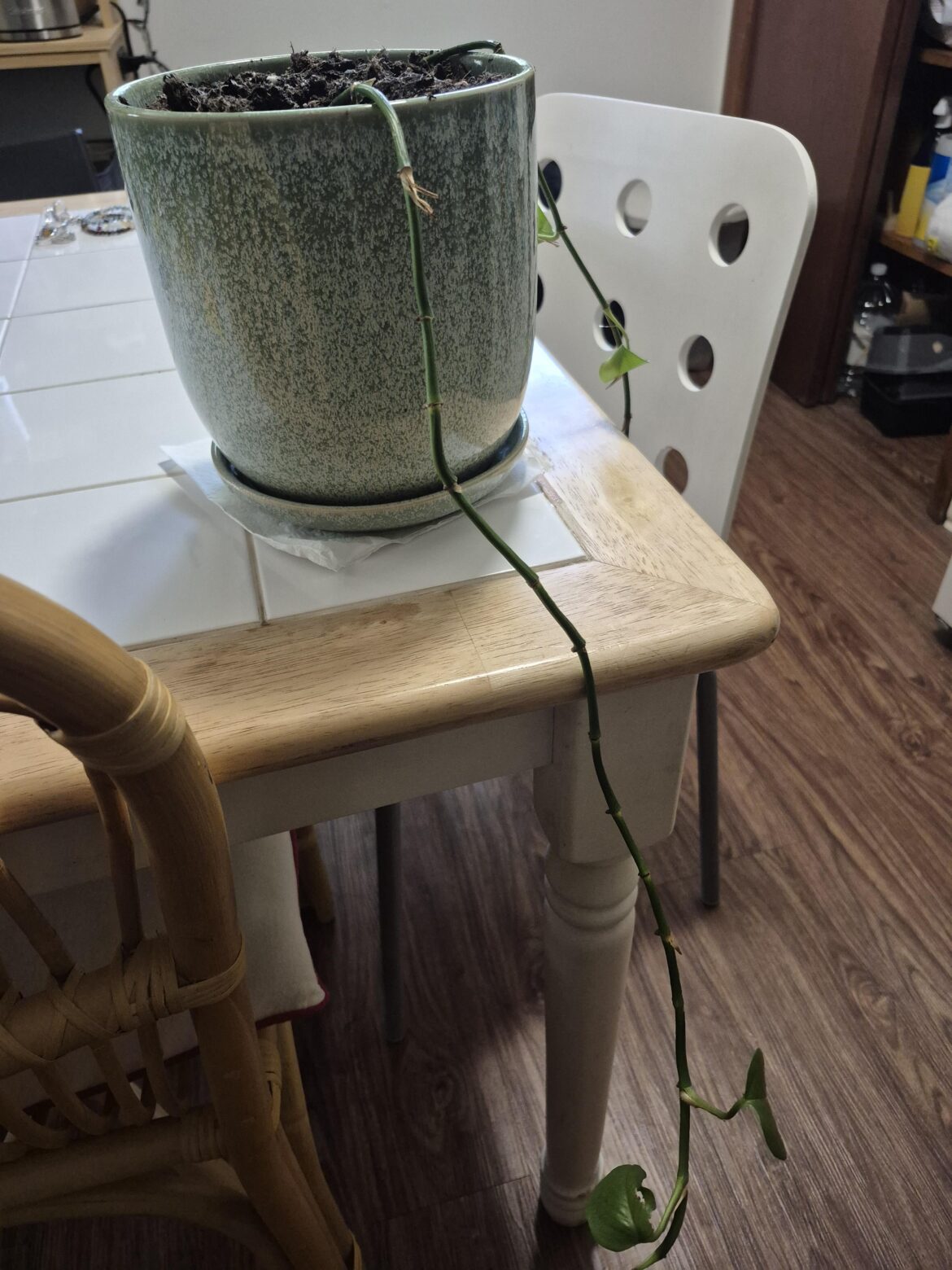 Help with leggy cutting