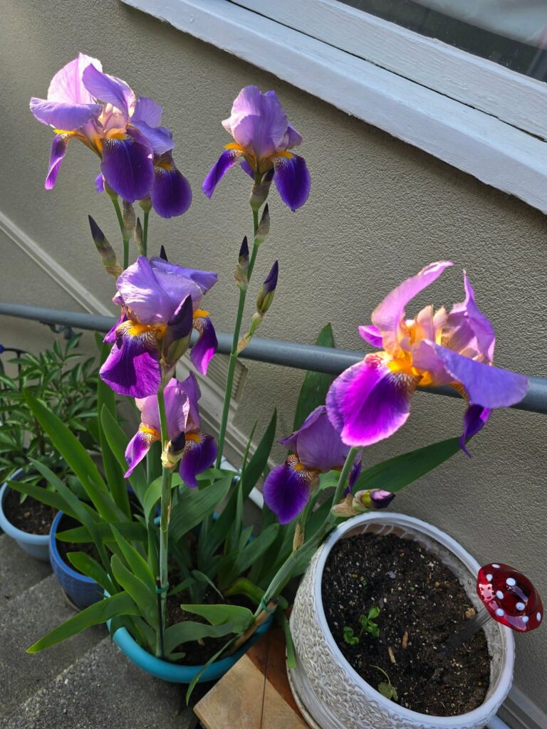 Iris Season