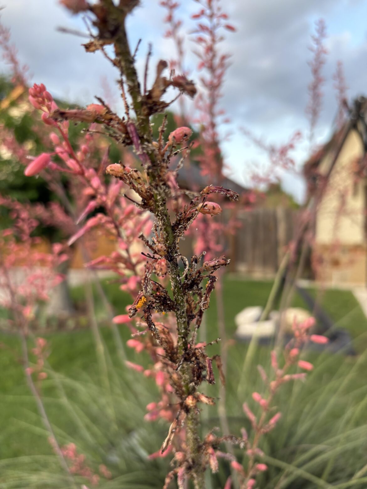 Can anyone tell me what’s on my yucca