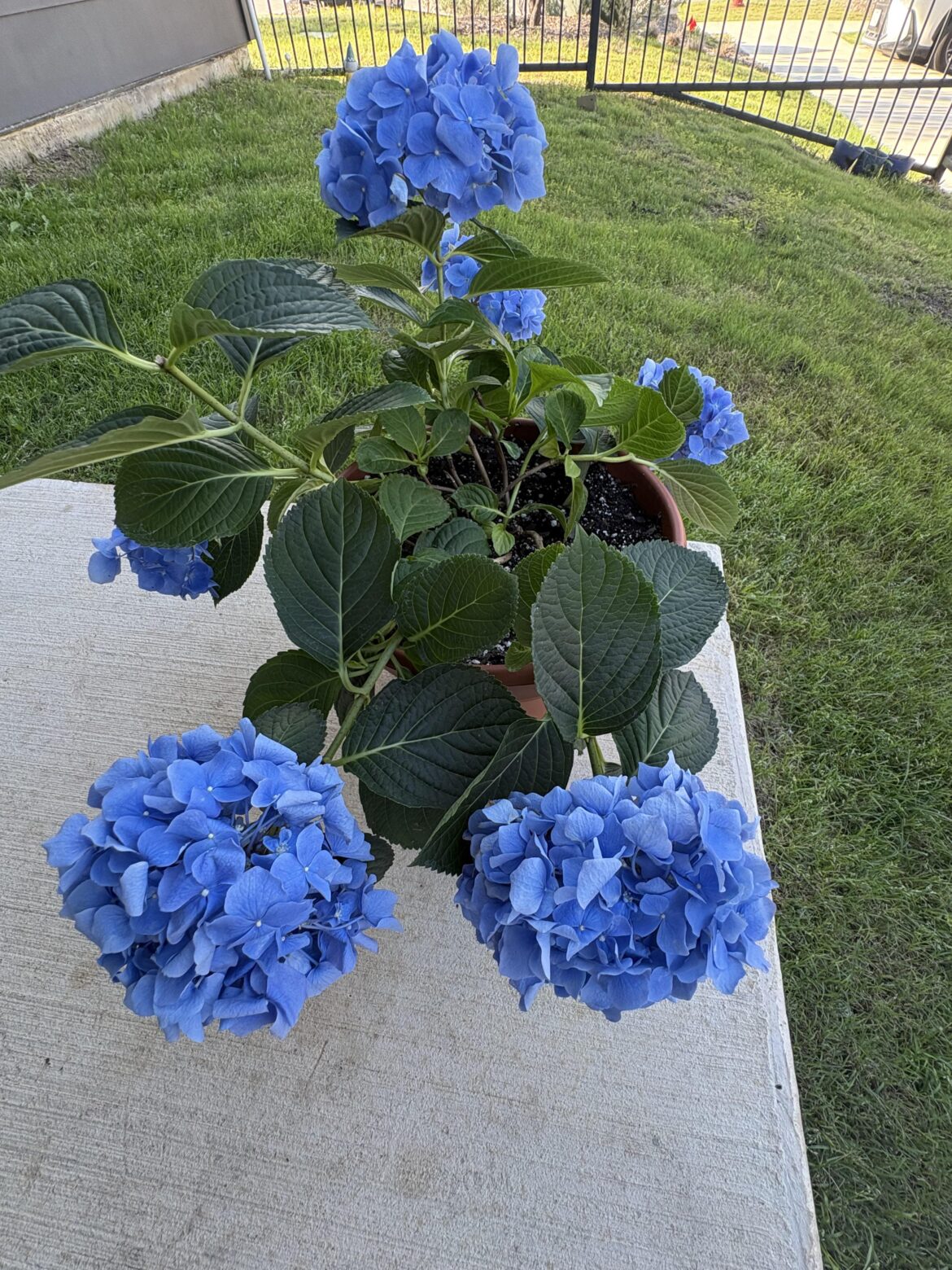 what is this plant?