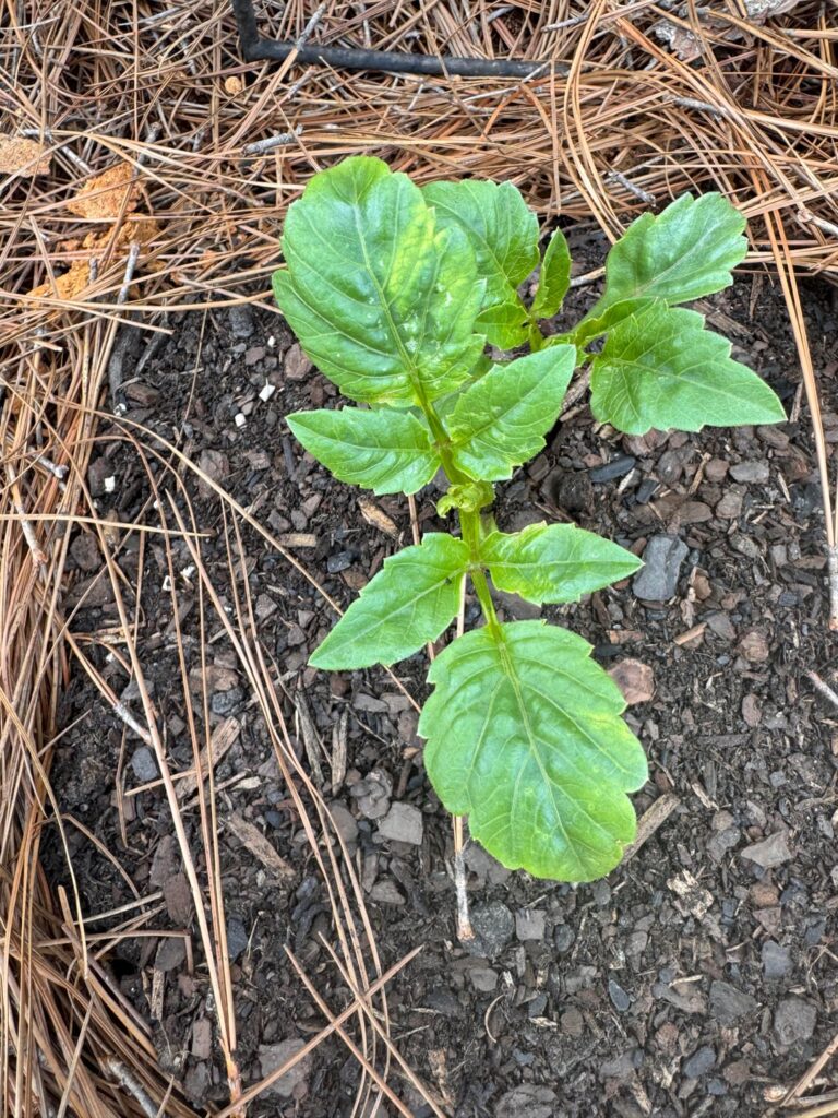 Virus or N deficiency