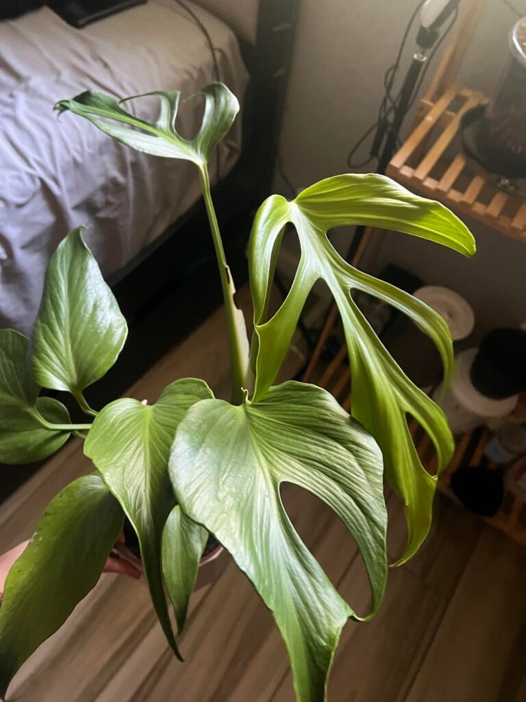 Fantastic news for the Monstera community! Fantastic news for the Monstera community!