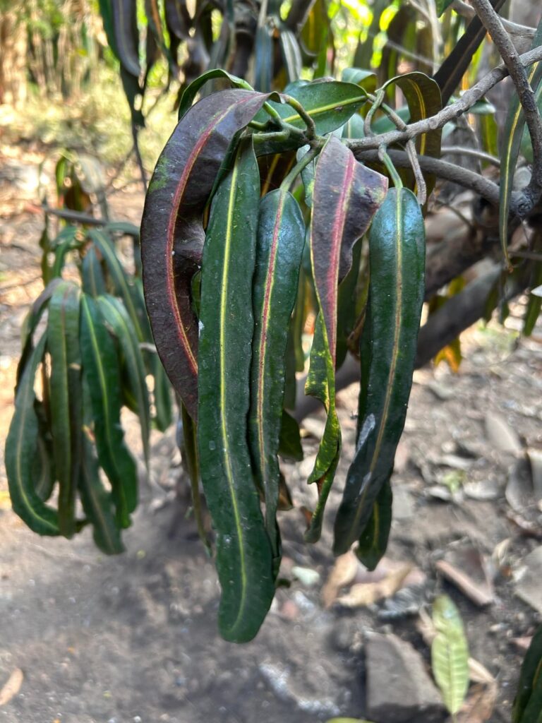 Can someone please help me identify this plant? Can someone please help me identify this plant?