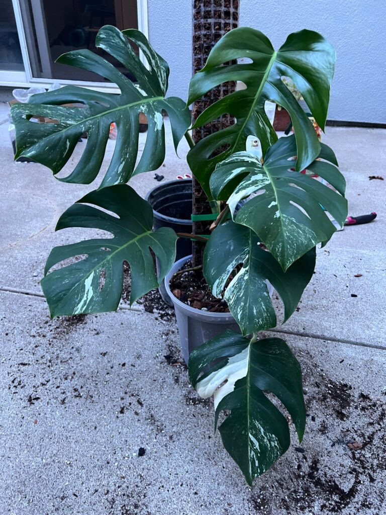 How did I do?
