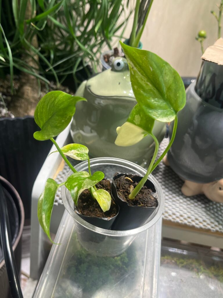 Baby Thai constellations Baby Thai constellations