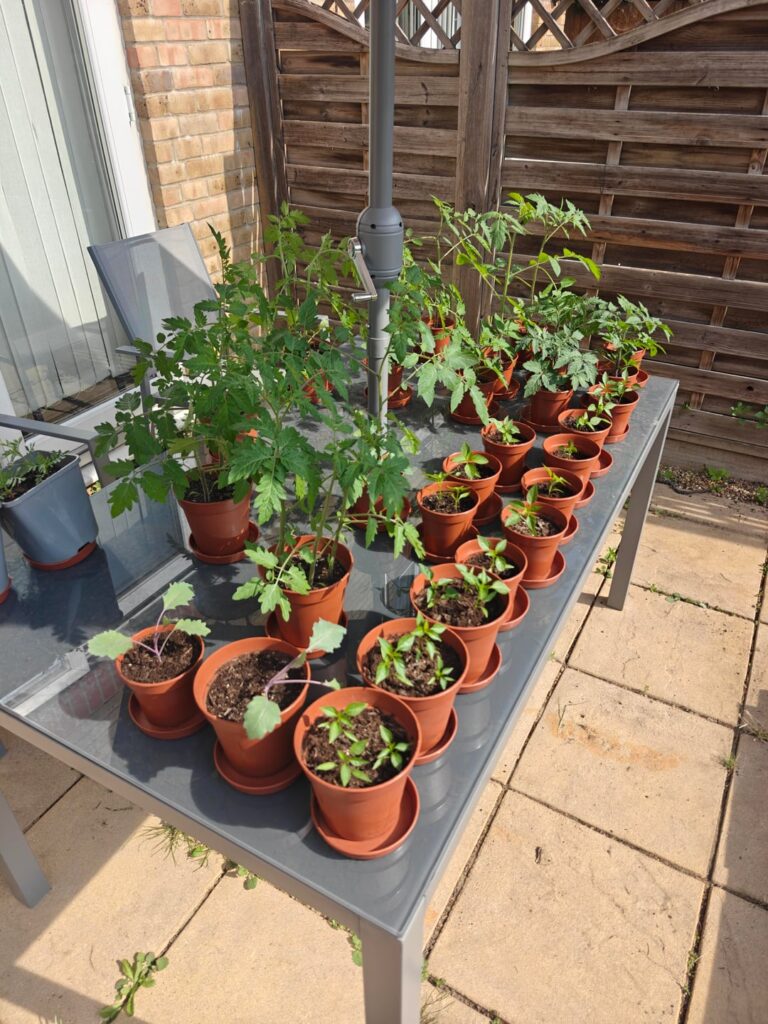 My seedlings are growing up!