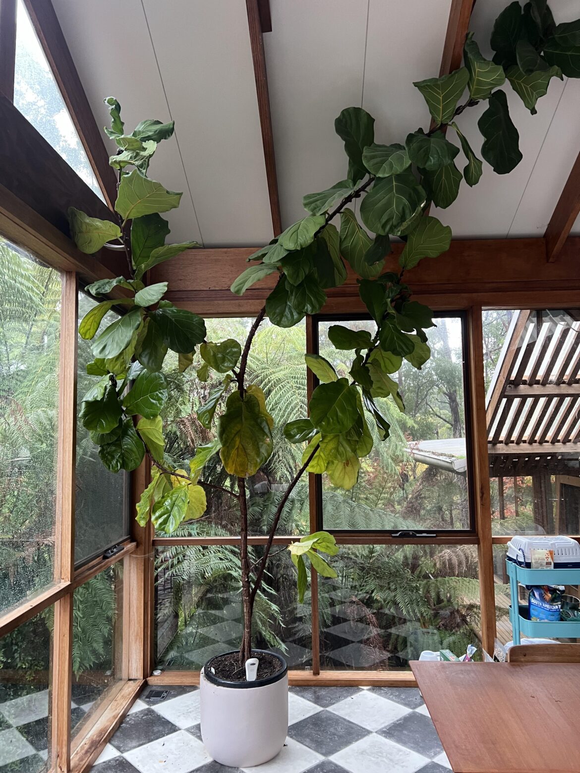 Scales infestation is killing my fiddle leaf. Scales infestation is killing my fiddle leaf.