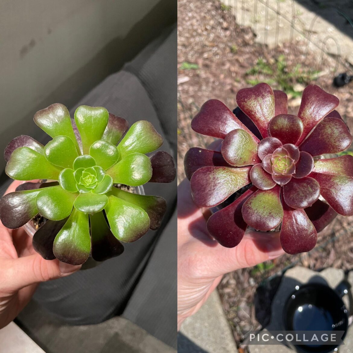 The difference 5 days in the sun can make.