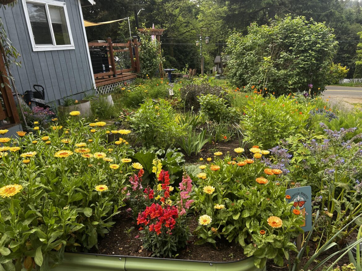 My beautiful front garden