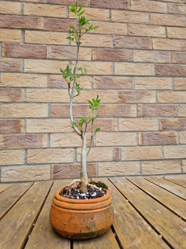 European Ash in Terracotta Pot