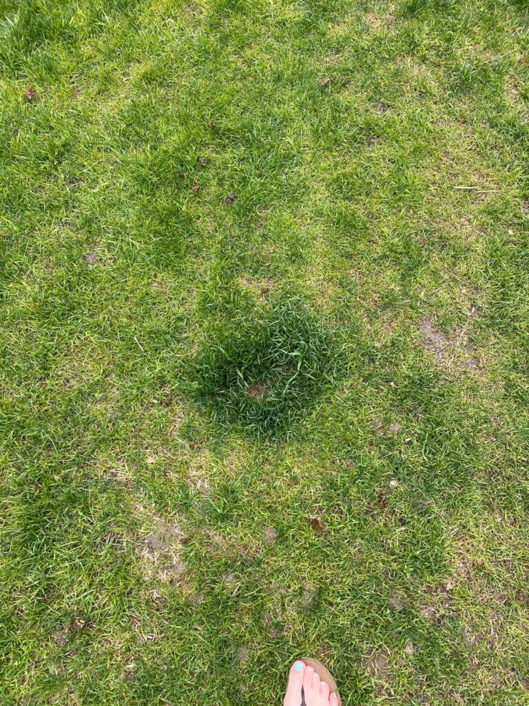 What are these spots?