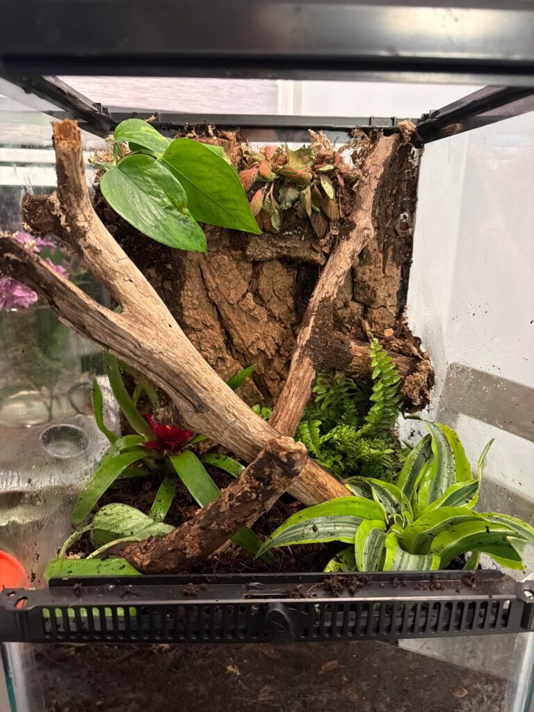 First time bioactive enclosure