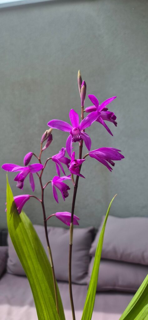 Bletilla striata 'pink'
