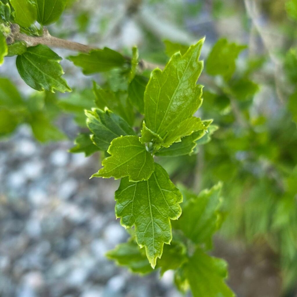 What is this tree/bush in front of my mom's house?