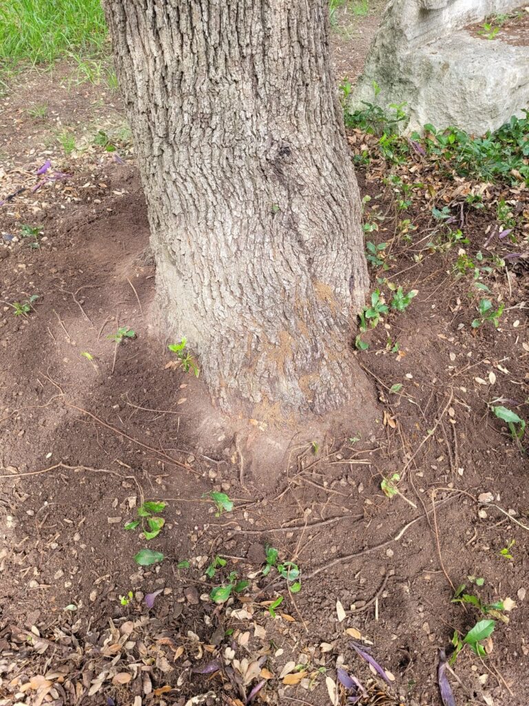 Exposing tree flare: cut roots/suckers?