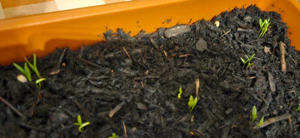 Mushrooms growing in my cilantro (coriander) pot Mushrooms growing in my cilantro (coriander) pot