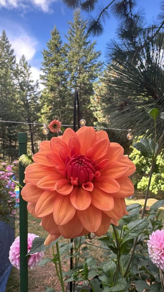 The real nature gorgeous