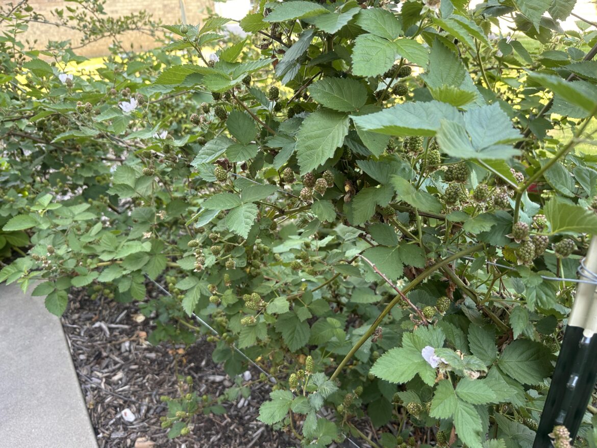 Blackberries incoming