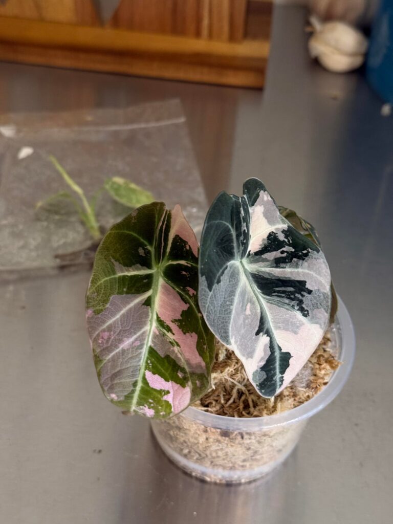 Spoiled myself at the plant show