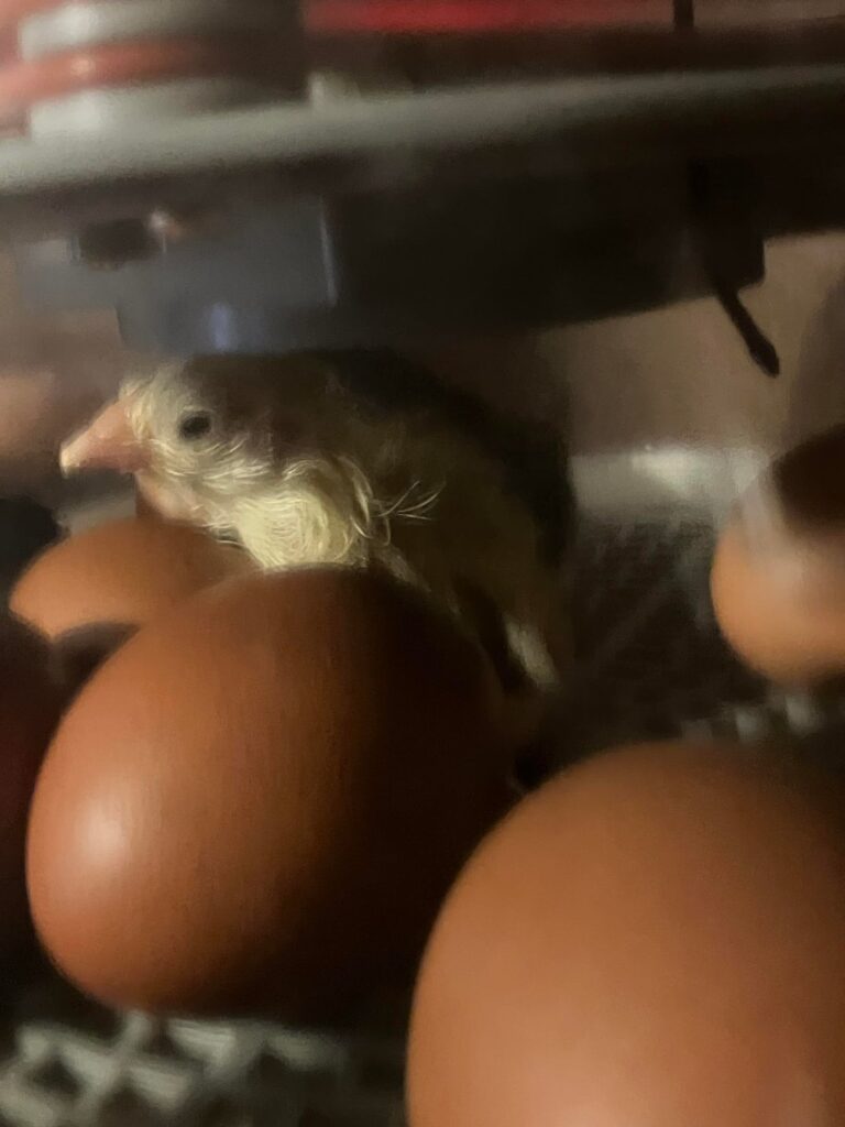 Hatching blue copper marans