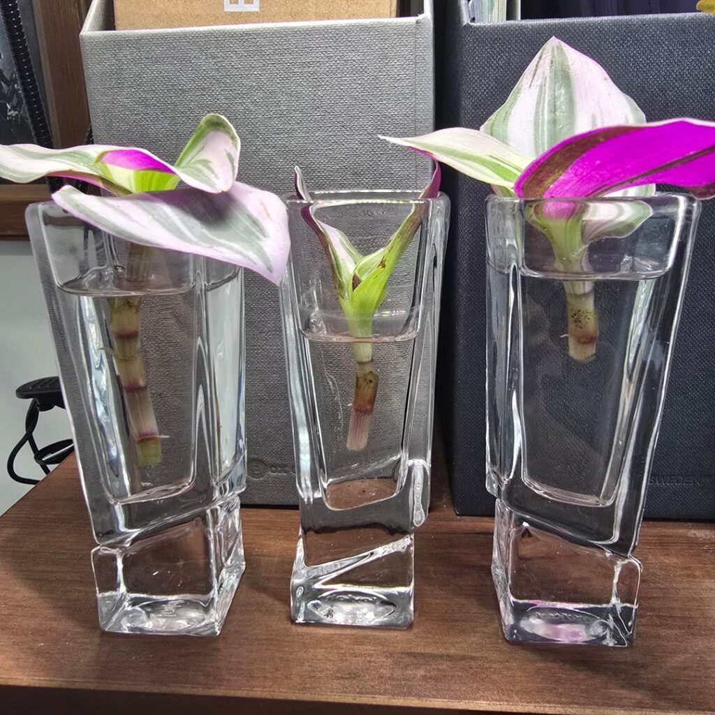 Update: Inch Plant Propagation