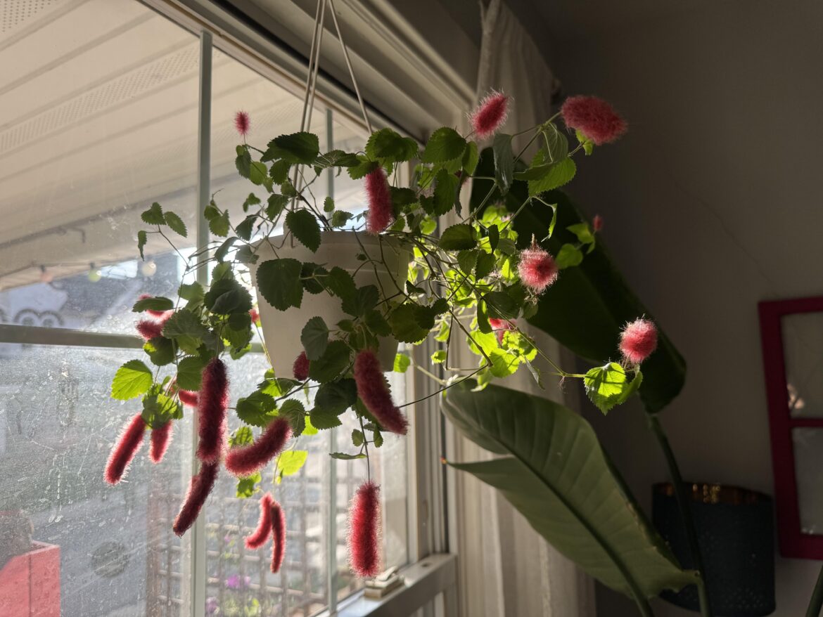Caterpillar plant!