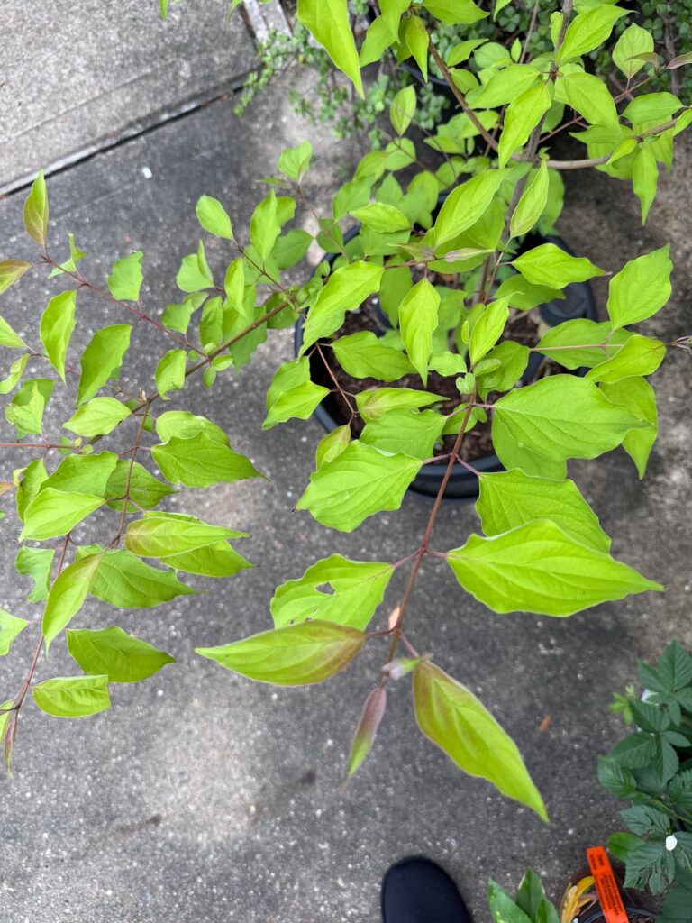 Tree ID help in Houston