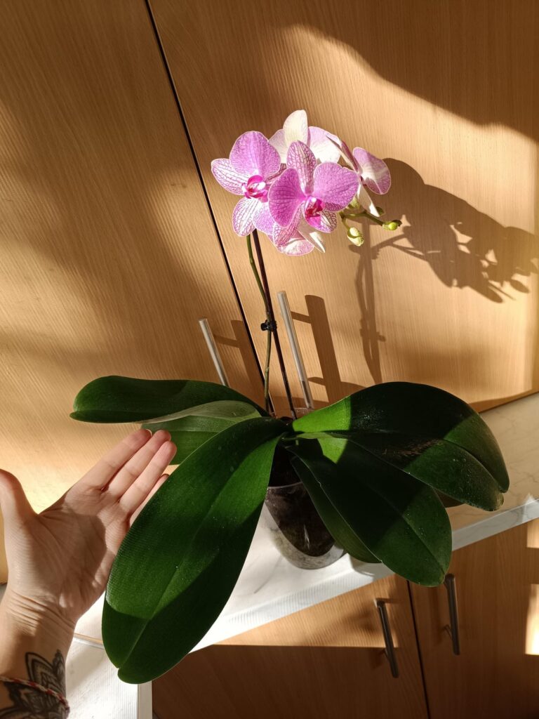 I don't know the name of this beauty, but it is the biggest and most majestic beauty in my "garden"... Every morning I enjoy its flowering...