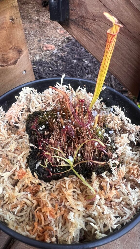 What extras came with my Sarracenia?