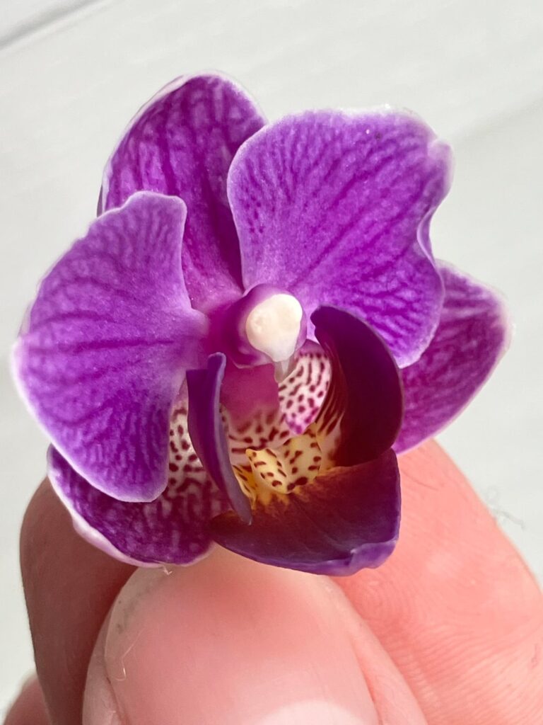 My lovely mini phal!