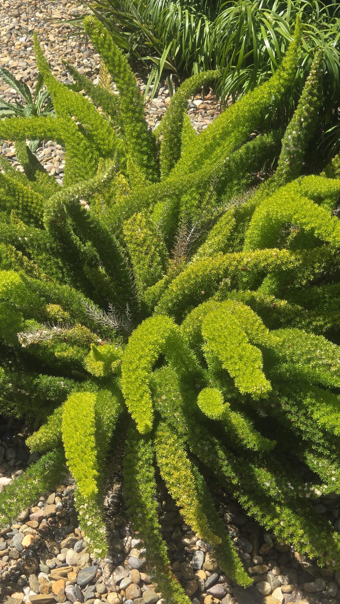 Alien plant