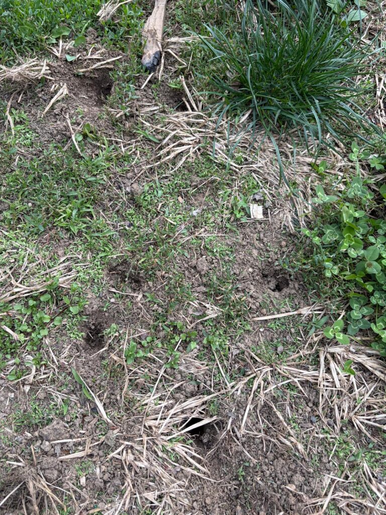 These holes appeared in our yard, any idea what they are? These holes appeared in our yard, any idea what they are?