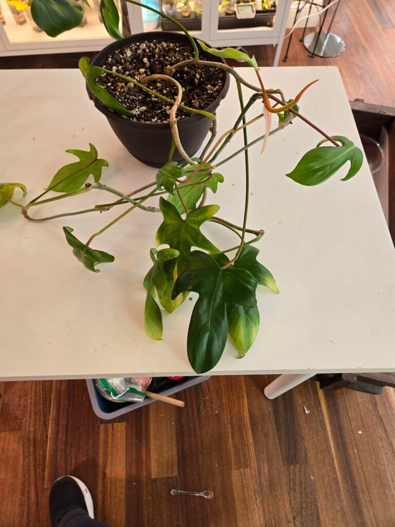 What is this plant? What is this plant?