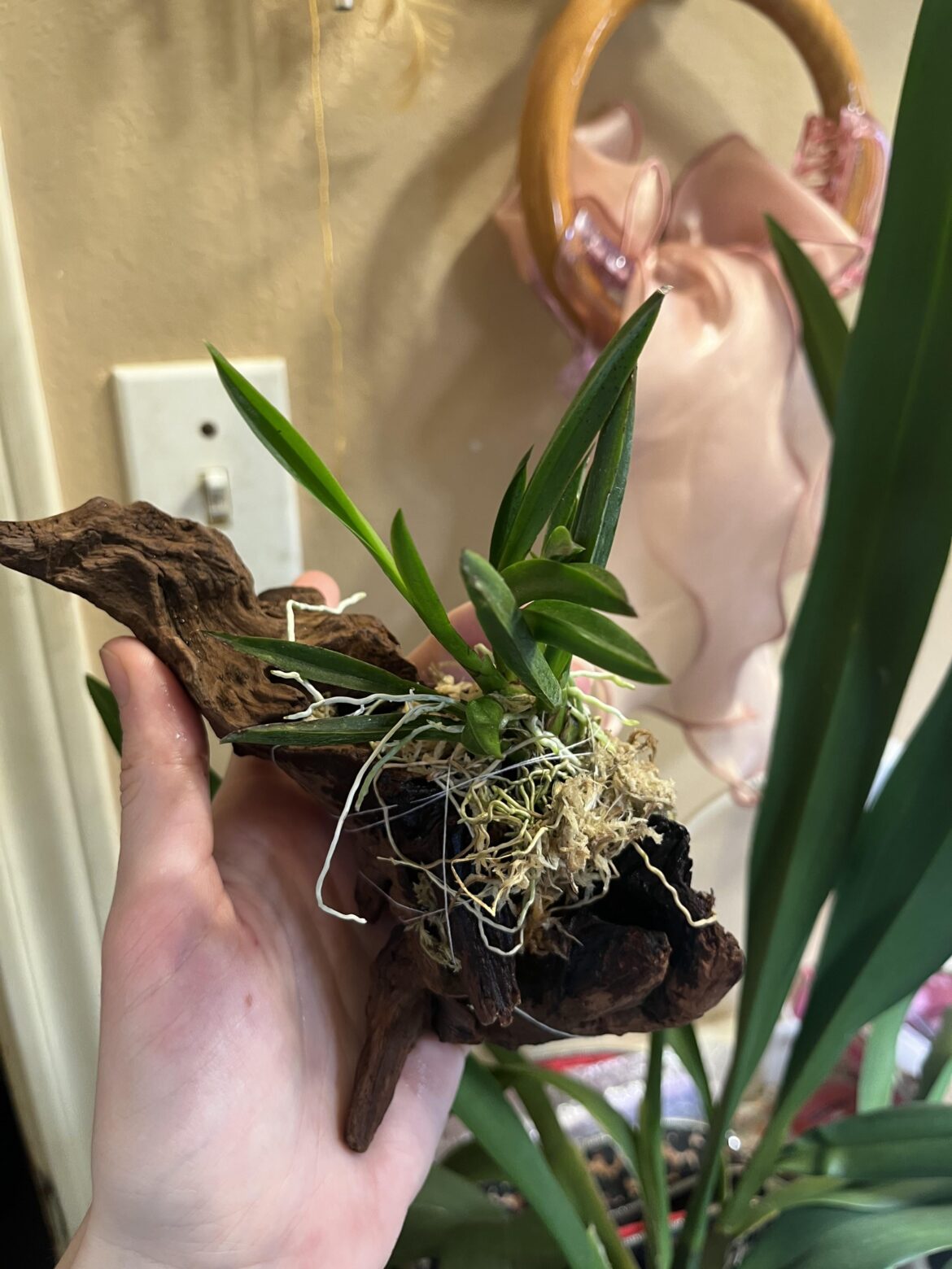 My first orchid mount 🩷 My first orchid mount 🩷
