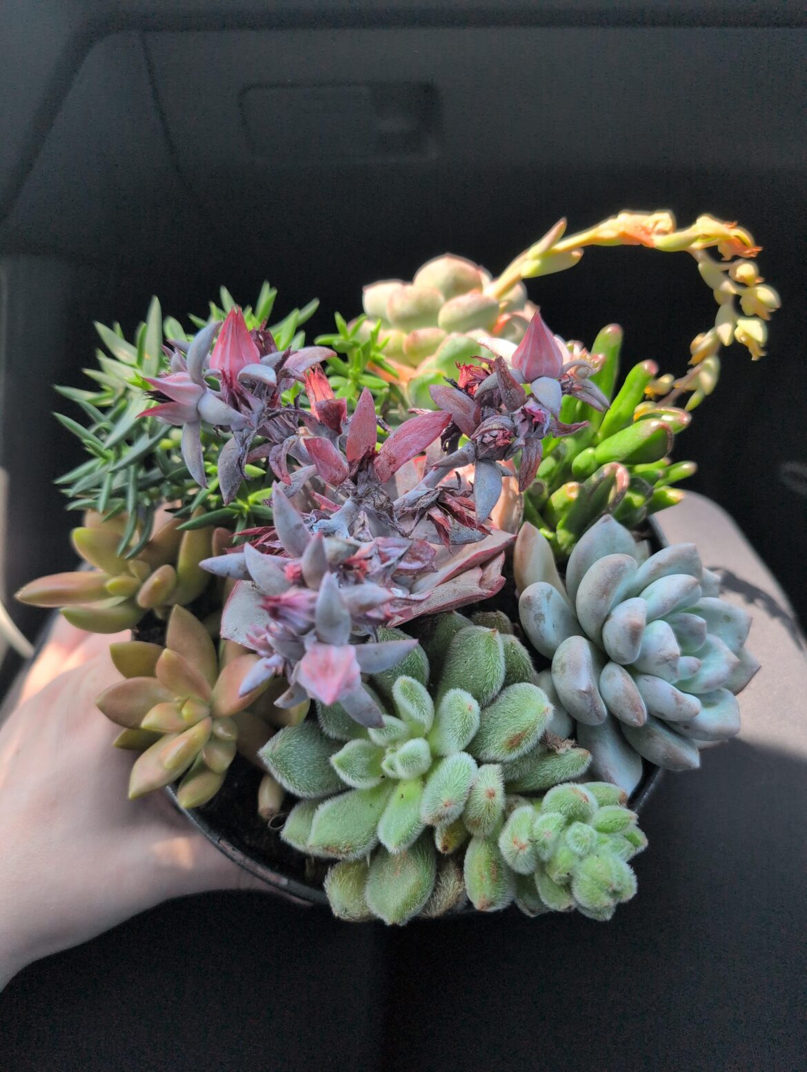 My partner just bought me this beautiful succulent garden My partner just bought me this beautiful succulent garden